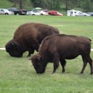 Buffalo near State Game Lodge.
